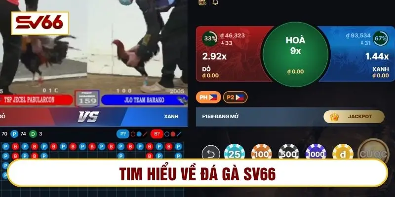 Đá gà là mục chơi hot ở top đầu ở SV66